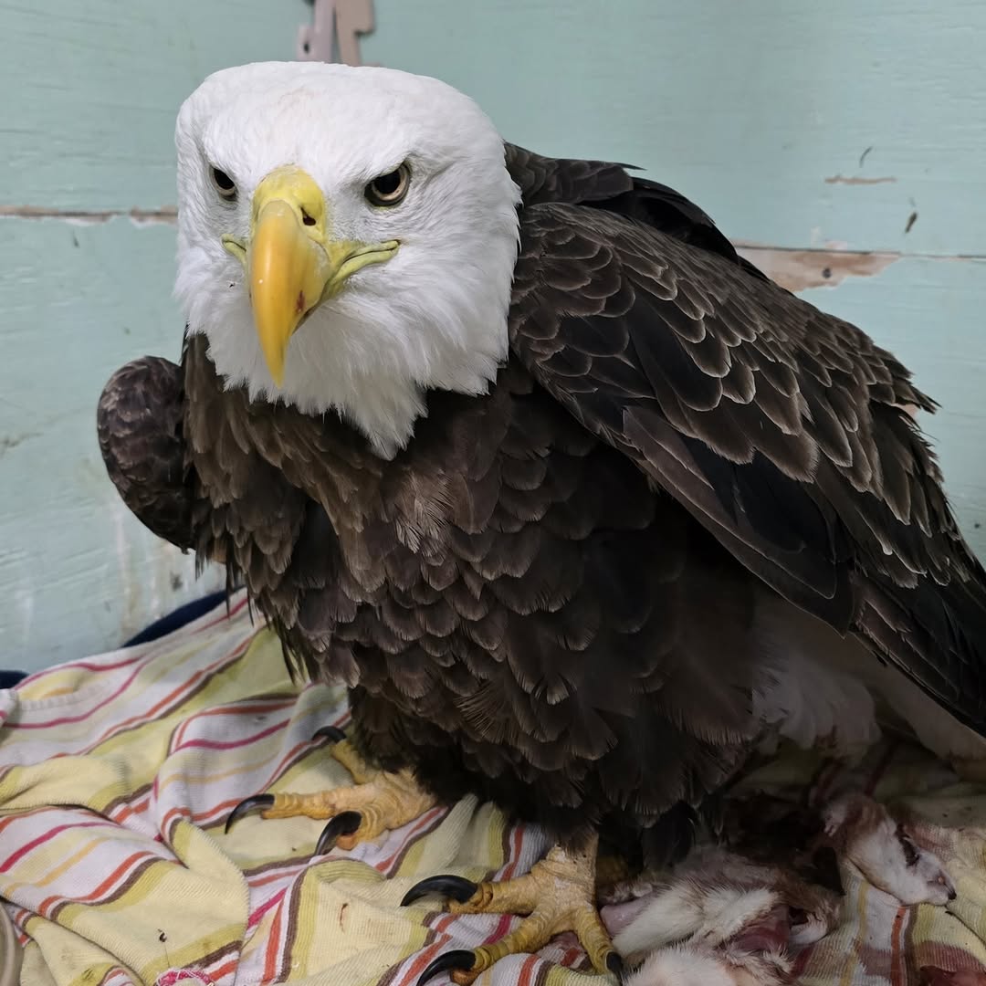 Clay County Eagle’s Recovery Draws Community Support