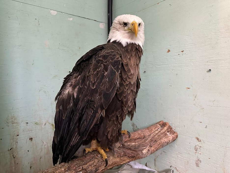 Clay County Rallies Around Injured Bald Eagle