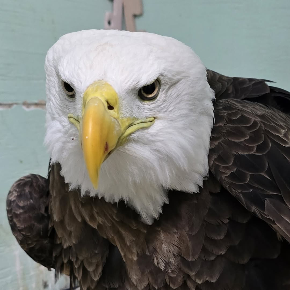 Clay County Rallies Around Injured Bald Eagle
